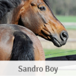 Sandro Boy
