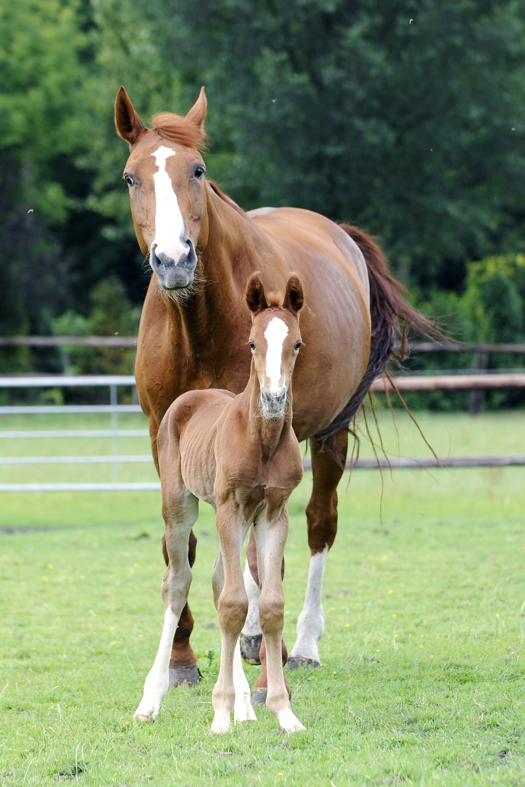 124 Frie Hengstfohlen Anka Und Sandro Boy
