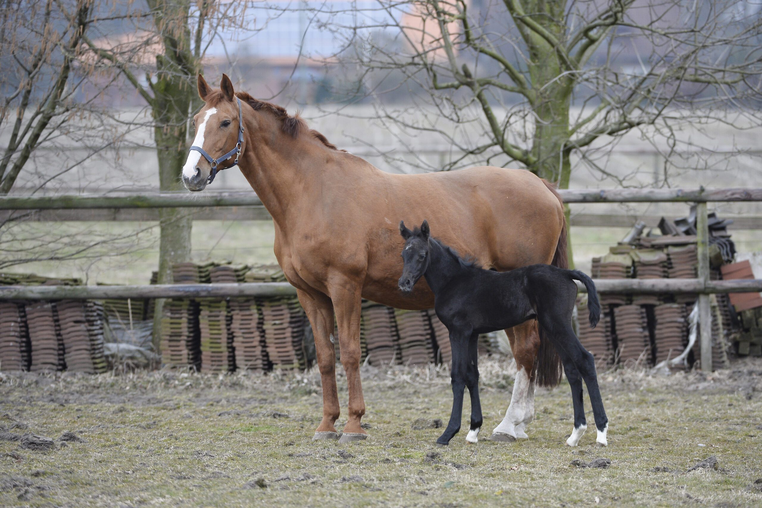 442 Frie Anka Mit Fohlen Von Cornado